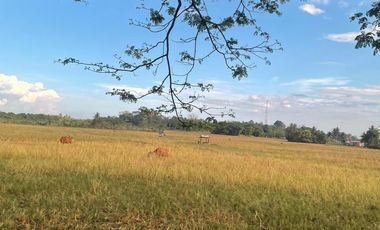 🏡 Dijual Tanah Strategis di Jl. Poros Barru