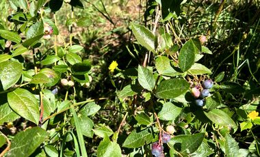 Moderna Casa En Condominio, Iluminada A 4km De Villarrica