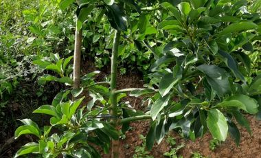 Dijual Kebun Buah yang masih aktif ditanami sangat BU - Butuh Uang di Kota Sabang