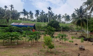 Dijual Kebun Buah yang masih aktif ditanami sangat BU - Butuh Uang di Kota Sabang