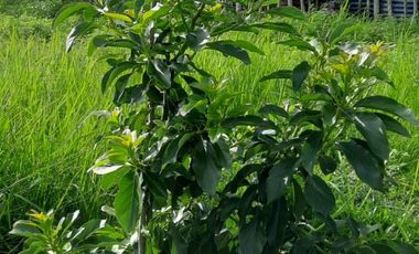 Dijual Kebun Buah yang masih aktif ditanami sangat BU - Butuh Uang di Kota Sabang