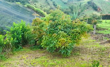 VENTA DE ACOGEDORA FINCA DE DESCANSO, CON ARBOLES FRUTALES, ESCRITURA AL 100%, CERCA A RIONEGRO, MARINILLA, ANTIOQUIA