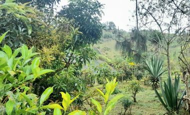 VENTA DE ACOGEDORA FINCA DE DESCANSO, CON ARBOLES FRUTALES, ESCRITURA AL 100%, CERCA A RIONEGRO, MARINILLA, ANTIOQUIA