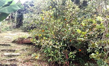 VENTA DE ACOGEDORA FINCA DE DESCANSO, CON ARBOLES FRUTALES, ESCRITURA AL 100%, CERCA A RIONEGRO, MARINILLA, ANTIOQUIA