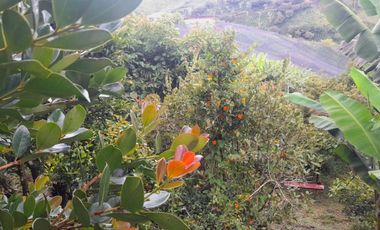 VENTA DE ACOGEDORA FINCA DE DESCANSO, CON ARBOLES FRUTALES, ESCRITURA AL 100%, CERCA A RIONEGRO, MARINILLA, ANTIOQUIA