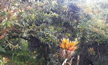 VENTA DE ACOGEDORA FINCA DE DESCANSO, CON ARBOLES FRUTALES, ESCRITURA AL 100%, CERCA A RIONEGRO, MARINILLA, ANTIOQUIA