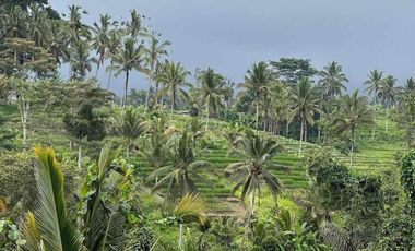 kontrakan tanah penebel dekat jatiluwih