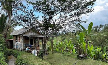 kontrakan tanah penebel dekat jatiluwih
