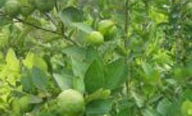 Vendo Finca Turística  en el Embalse Topocoro