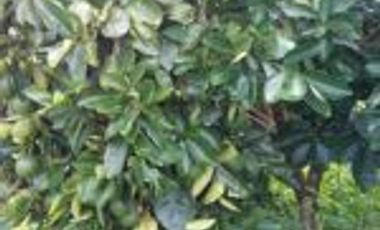 Vendo Finca Turística  en el Embalse Topocoro