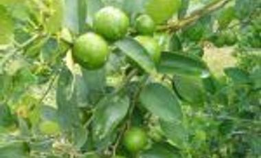 Vendo Finca Turística  en el Embalse Topocoro