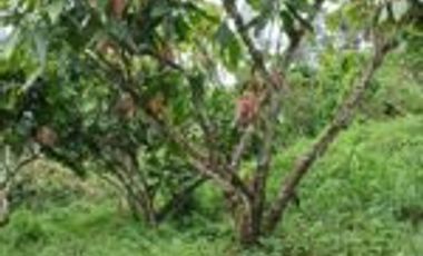 Vendo Finca San Vicente de Chucurí