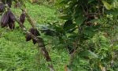 Vendo Finca San Vicente de Chucurí