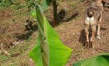 Vendo Finca San Vicente de Chucurí