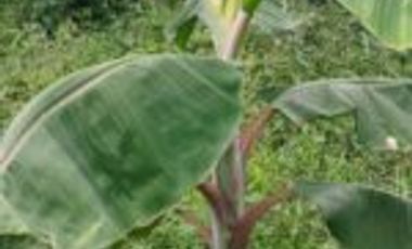 Vendo Finca San Vicente de Chucurí