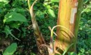 Vendo Finca San Vicente de Chucurí