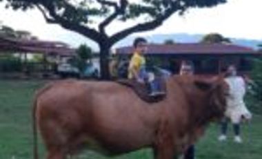 Vendo Finca San Vicente de Chucurí