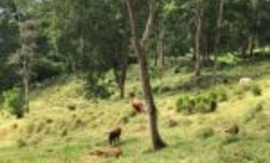 Vendo Finca Embalse Topocoro - Betulia