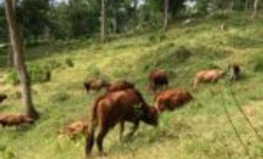 Vendo Finca Embalse Topocoro - Betulia