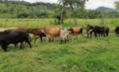 Vendo Finca Ganadera Barrancabermeja
