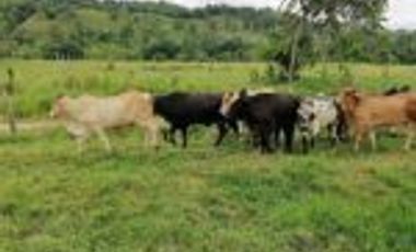 Vendo Finca Ganadera Barrancabermeja