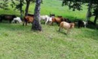 Vendo Finca Ganadera Barrancabermeja