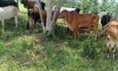 Vendo Finca Ganadera Barrancabermeja