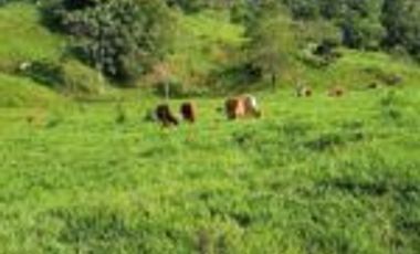 Vendo Finca Ganadera en Cimitarra Santader