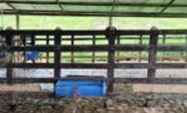 Vendo Finca Ganadera en Cimitarra Santader