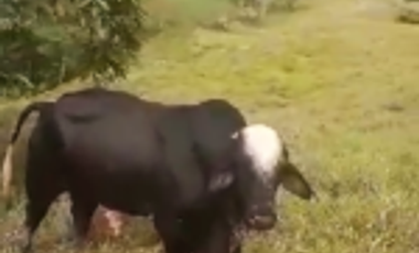 Vendo Finca Ganadera en Cimitarra Santader