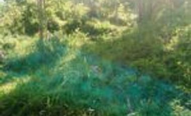 Vendo Finca Ganadera de 207 Hectáreas en Barrancabermeja