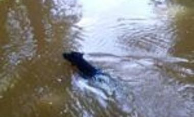 Vendo Finca Ganadera de 207 Hectáreas en Barrancabermeja