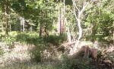 Vendo Finca Ganadera de 207 Hectáreas en Barrancabermeja