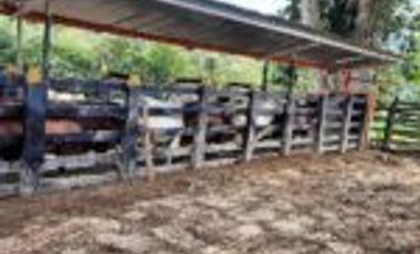 Vendo Finca Ganadera Zapatoca Santander
