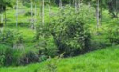 Vendo Finca Ganadera Zapatoca Santander