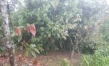 Vendo Finca Ganadera San Vicente de Chucurí