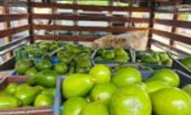 Vendo Finca Ganadera y Aguacatera San Vicente de Chucuri