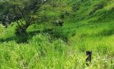 Vendo Finca Ganadera y Aguacatera San Vicente de Chucuri