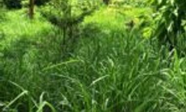 Vendo Finca Ganadera y Aguacatera San Vicente de Chucuri