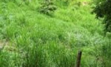 Vendo Finca Ganadera y Aguacatera San Vicente de Chucuri