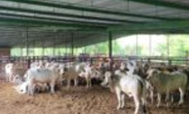 Vendo Finca Ganadera Sabana de Torres Santander