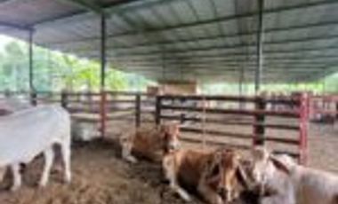 Vendo Finca Ganadera Sabana de Torres Santander