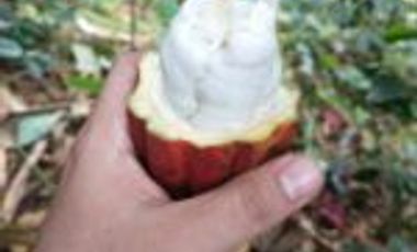 Vendo Finca San Vicente de Chucurí  Santander