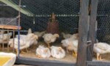 Vendo Finca San Vicente de Chucurí  Santander