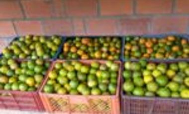 Vendo Finca San Vicente de Chucurí  Santander