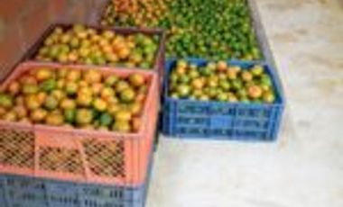 Vendo Finca San Vicente de Chucurí  Santander