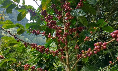 Vendo Finca San Vicente de Chucurí  Santander