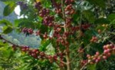 Vendo Finca San Vicente de Chucurí  Santander