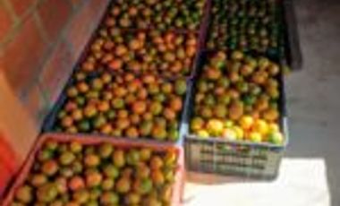 Vendo Finca San Vicente de Chucurí  Santander