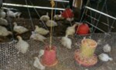 Vendo Finca San Vicente de Chucurí  Santander